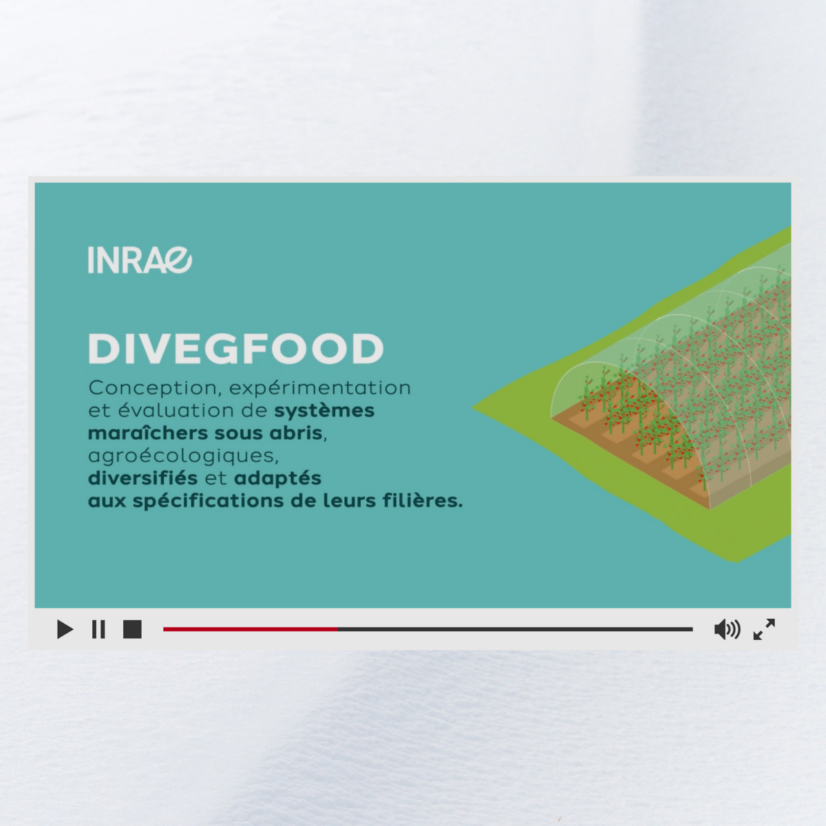 Divegfood 2
